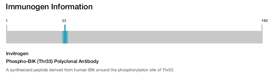 Phospho-BIK (Thr33) Polyclonal Antibody