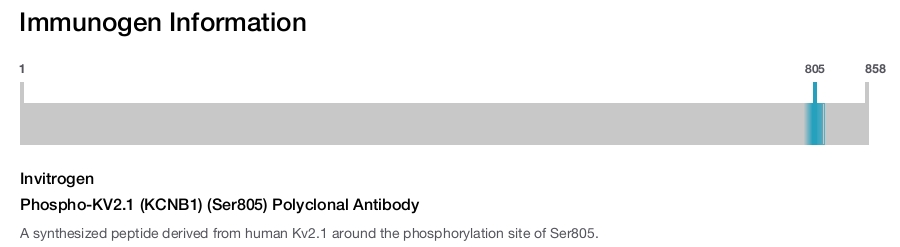 Phospho-KV2.1 (KCNB1) (Ser805) Polyclonal Antibody