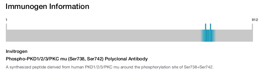 Phospho-PKD1/2/3/PKC mu (Ser738, Ser742) Polyclonal Antibody