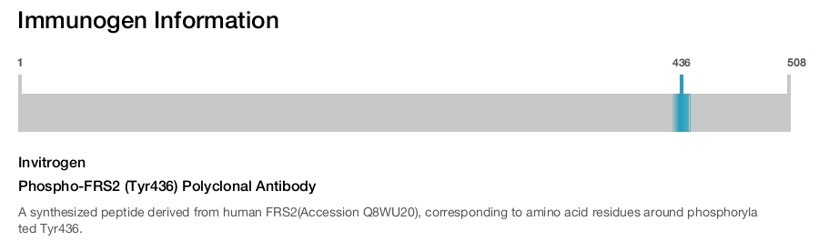 Phospho-FRS2 (Tyr436) Polyclonal Antibody