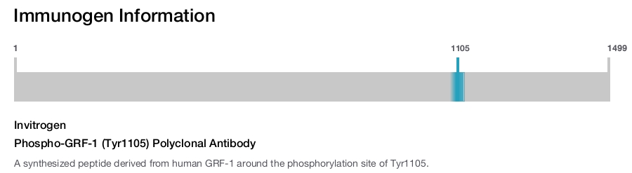 Phospho-GRF-1 (Tyr1105) Polyclonal Antibody