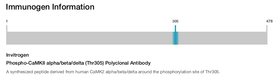 Phospho-CaMKII alpha/beta/delta (Thr305) Polyclonal Antibody