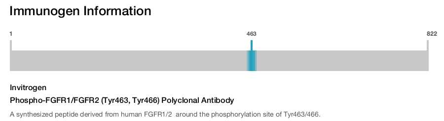 Phospho-FGFR1/FGFR2 (Tyr463, Tyr466) Polyclonal Antibody