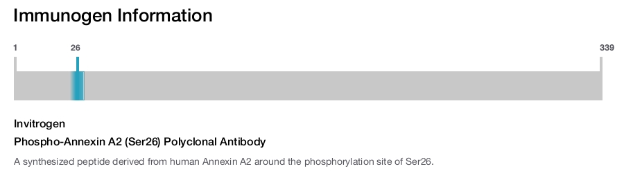 Phospho-Annexin A2 (Ser26) Polyclonal Antibody