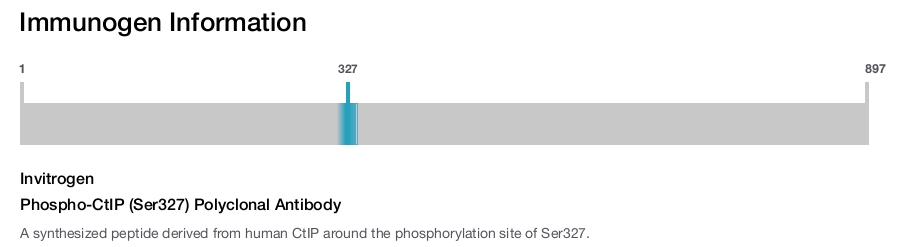Phospho-CtIP (Ser327) Polyclonal Antibody