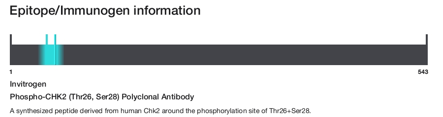 Phospho-CHK2 (Thr26, Ser28) Polyclonal Antibody