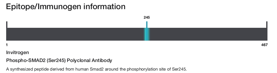 Phospho-SMAD2 (Ser245) Polyclonal Antibody