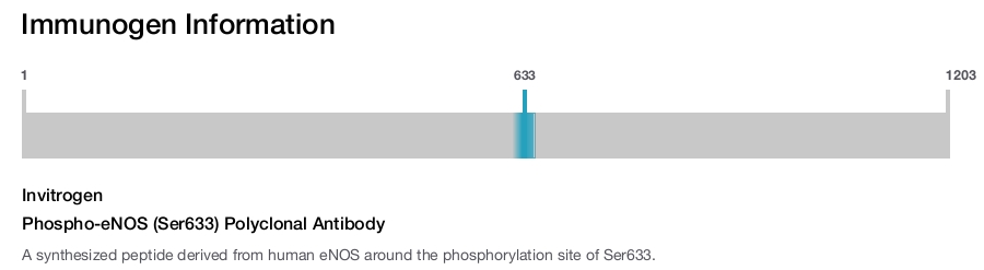 Phospho-eNOS (Ser633) Polyclonal Antibody