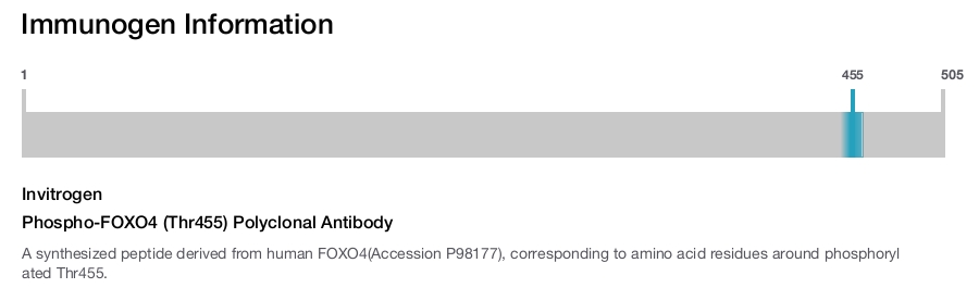 Phospho-FOXO4 (Thr455) Polyclonal Antibody