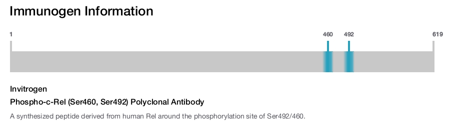 Phospho-c-Rel (Ser460, Ser492) Polyclonal Antibody
