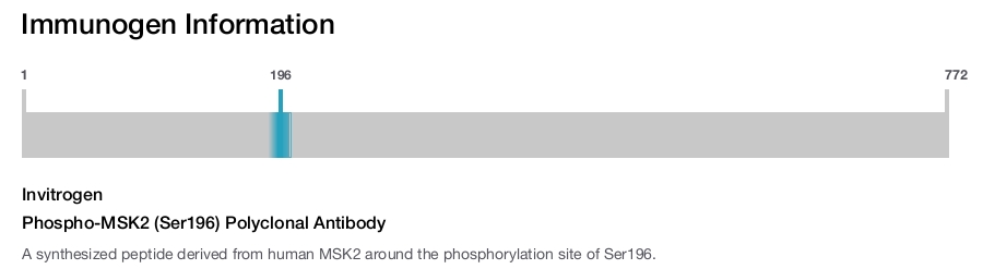 Phospho-MSK2 (Ser196) Polyclonal Antibody