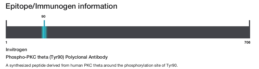 Phospho-PKC theta (Tyr90) Polyclonal Antibody