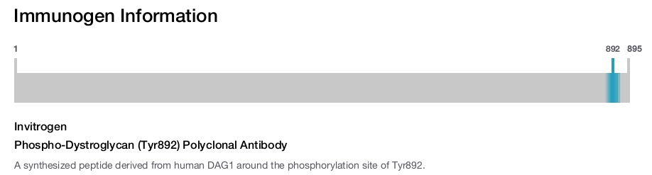 Phospho-Dystroglycan (Tyr892) Polyclonal Antibody
