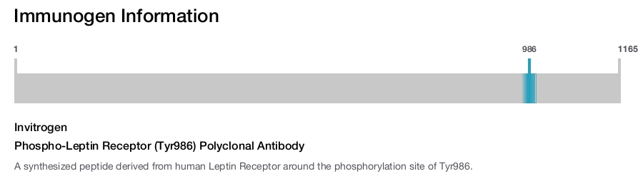 Phospho-Leptin Receptor (Tyr986) Polyclonal Antibody