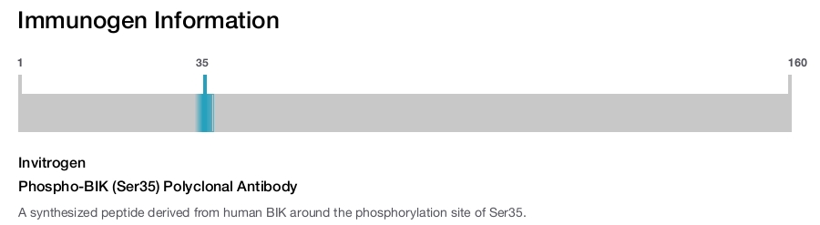 Phospho-BIK (Ser35) Polyclonal Antibody