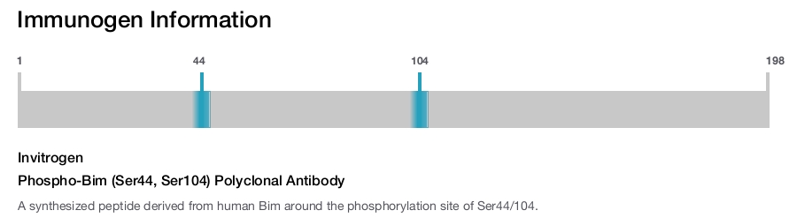 Phospho-Bim (Ser44, Ser104) Polyclonal Antibody