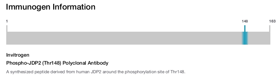 Phospho-JDP2 (Thr148) Polyclonal Antibody