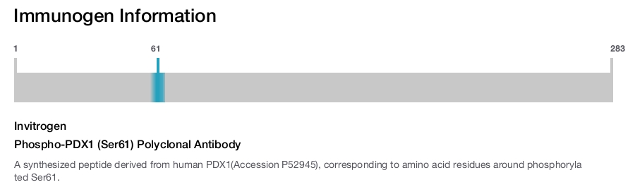 Phospho-PDX1 (Ser61) Polyclonal Antibody