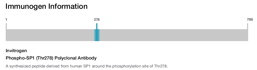 Phospho-SP1 (Thr278) Polyclonal Antibody