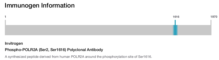 Phospho-POLR2A (Ser2, Ser1616) Polyclonal Antibody