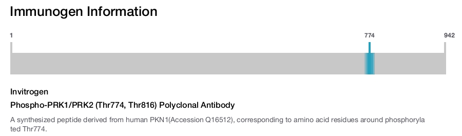 Phospho-PRK1/PRK2 (Thr774, Thr816) Polyclonal Antibody