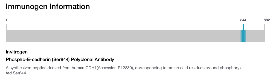 Phospho-E-cadherin (Ser844) Polyclonal Antibody