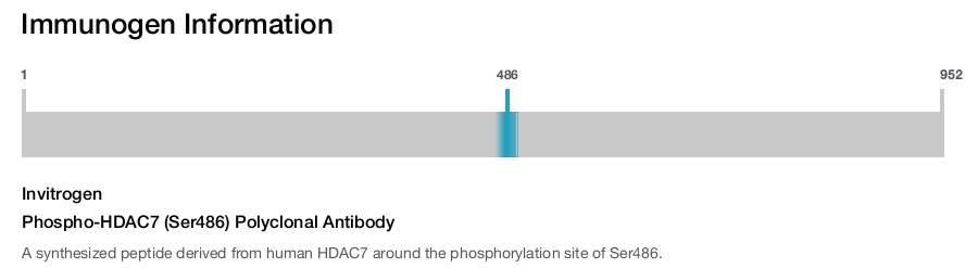 Phospho-HDAC7 (Ser486) Polyclonal Antibody