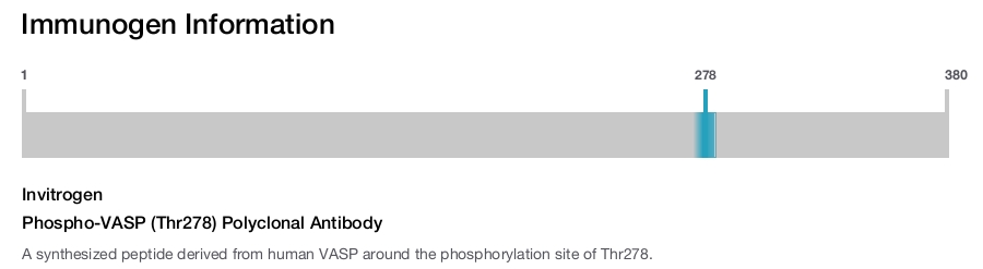 Phospho-VASP (Thr278) Polyclonal Antibody
