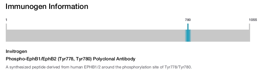 Phospho-EphB1/EphB2 (Tyr778, Tyr780) Polyclonal Antibody