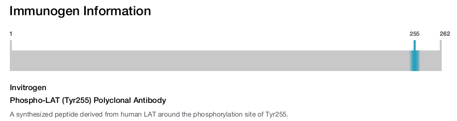 Phospho-LAT (Tyr255) Polyclonal Antibody
