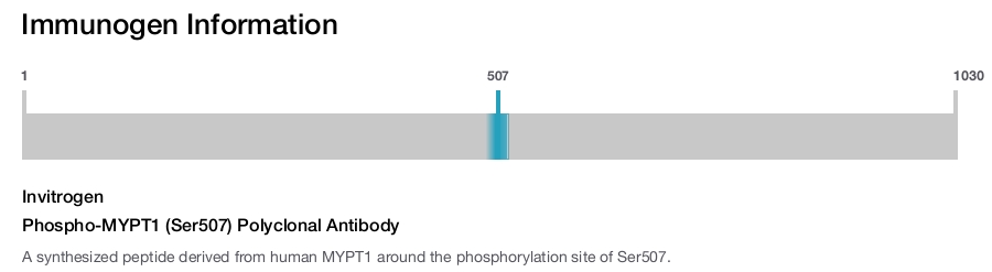Phospho-MYPT1 (Ser507) Polyclonal Antibody