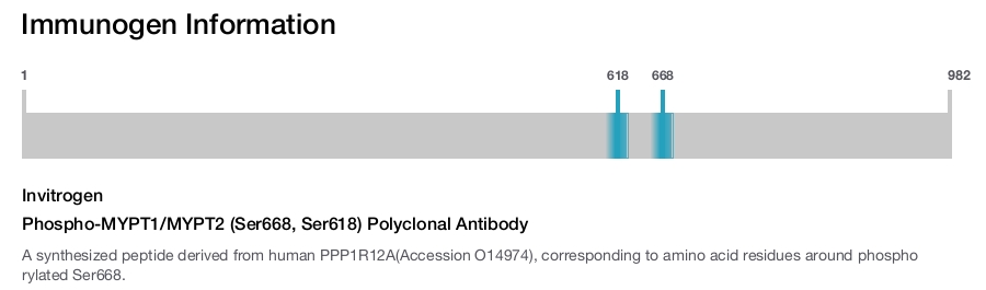 Phospho-MYPT1/MYPT2 (Ser668, Ser618) Polyclonal Antibody