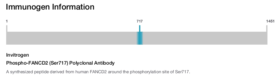 Phospho-FANCD2 (Ser717) Polyclonal Antibody