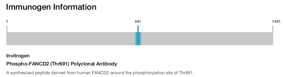 Phospho-FANCD2 (Thr691) Polyclonal Antibody