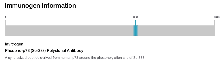 Phospho-p73 (Ser388) Polyclonal Antibody