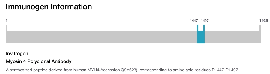 Myosin 4 Polyclonal Antibody