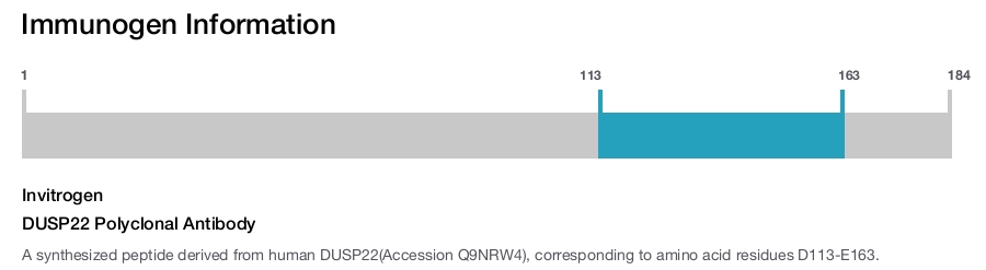 DUSP22 Polyclonal Antibody