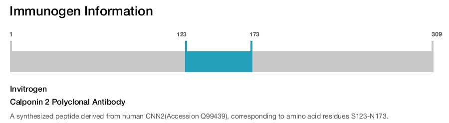 Calponin 2 Polyclonal Antibody