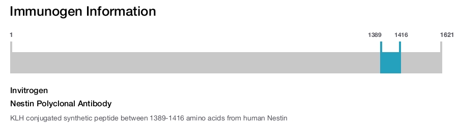 Nestin Polyclonal Antibody