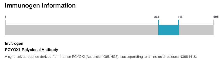 PCYOX1 Polyclonal Antibody