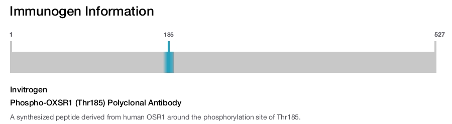 Phospho-OXSR1 (Thr185) Polyclonal Antibody