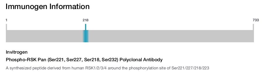 Phospho-RSK Pan (Ser221, Ser227, Ser218, Ser232) Polyclonal Antibody