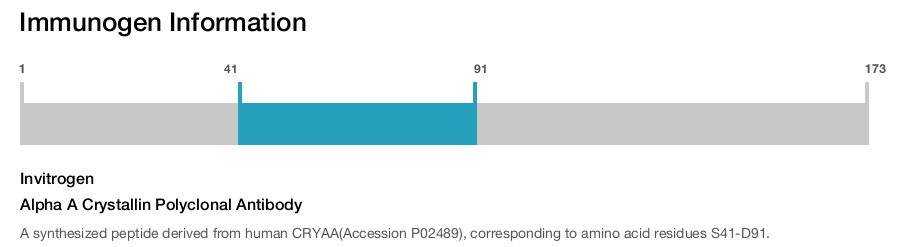 Alpha A Crystallin Polyclonal Antibody