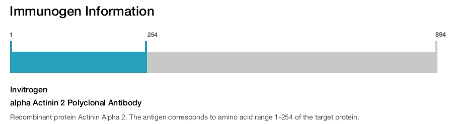 alpha Actinin 2 Polyclonal Antibody