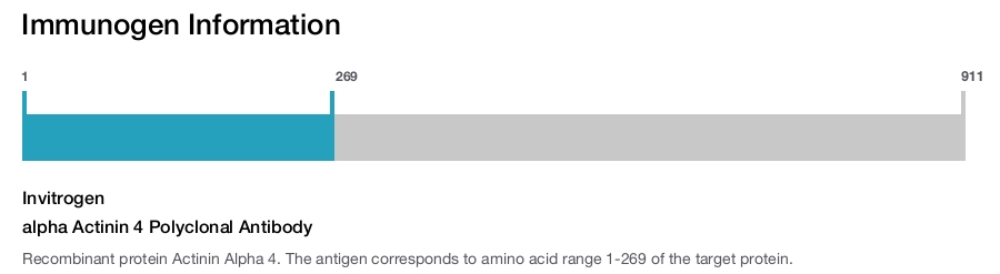 alpha Actinin 4 Polyclonal Antibody