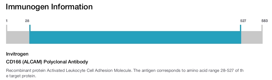 CD166 (ALCAM) Polyclonal Antibody