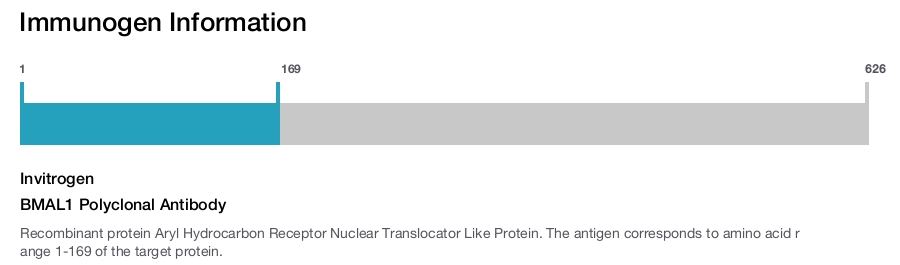 BMAL1 Polyclonal Antibody