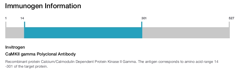 CaMKII gamma Polyclonal Antibody