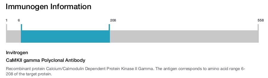 CaMKII gamma Polyclonal Antibody