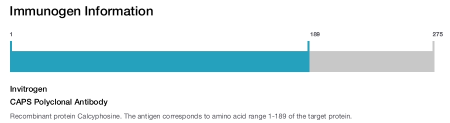 CAPS Polyclonal Antibody